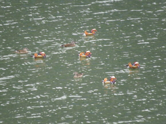 オシドリ　丹沢湖の野鳥