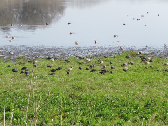 多々良沼の野鳥　ヒドリガモとオオバンの群れ