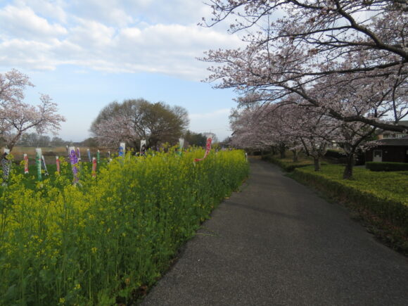 茂林寺川沿いの桜並木と菜の花