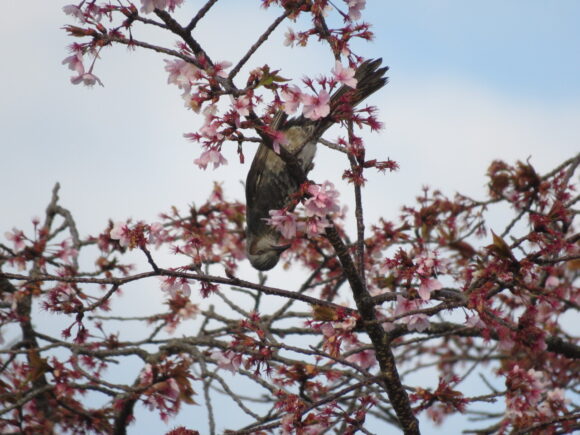 ヒヨドリ　茂林寺公園・野鳥の森自然公園の野鳥