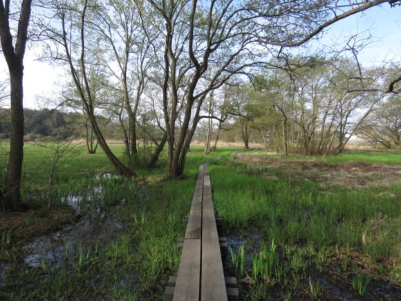 湿原の木道　茂林寺公園
