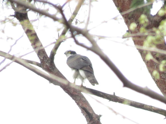 オオタカ　茂林寺公園・野鳥の森自然公園の野鳥