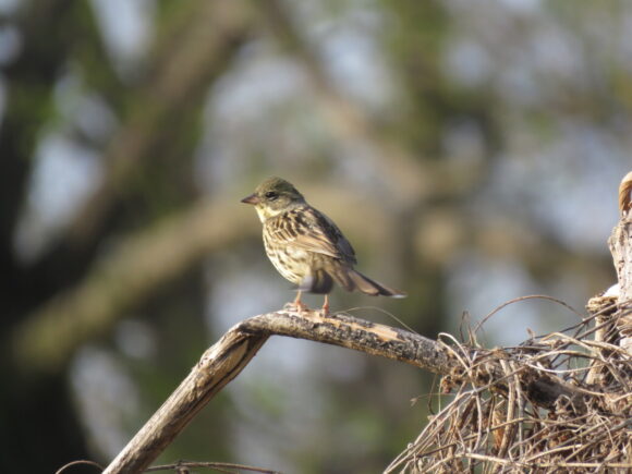 アオジ　茂林寺公園・野鳥の森自然公園の野鳥
