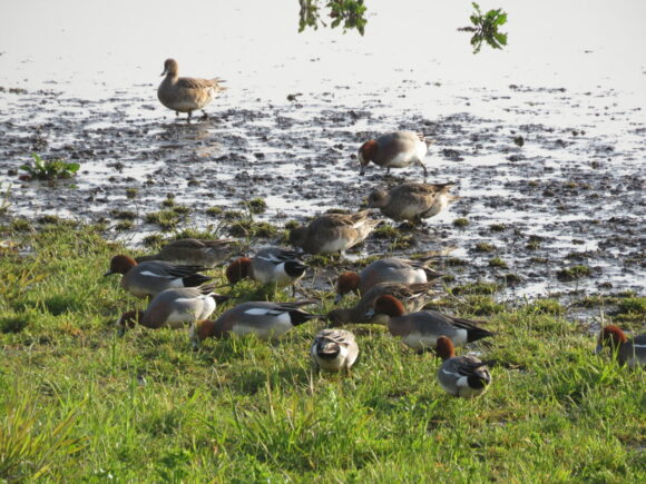 ヒドリガモの群れ　多々良沼の野鳥