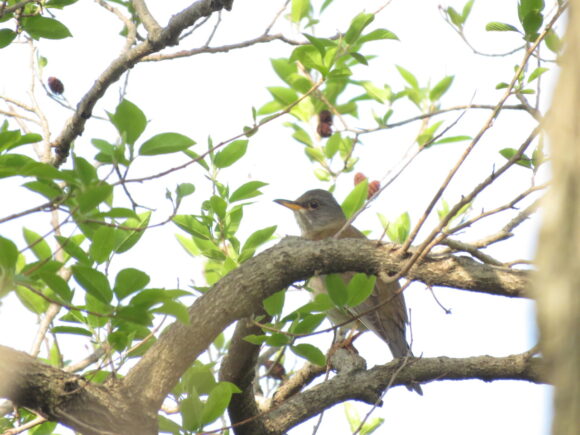 シロハラ　茂林寺公園・野鳥の森自然公園の野鳥