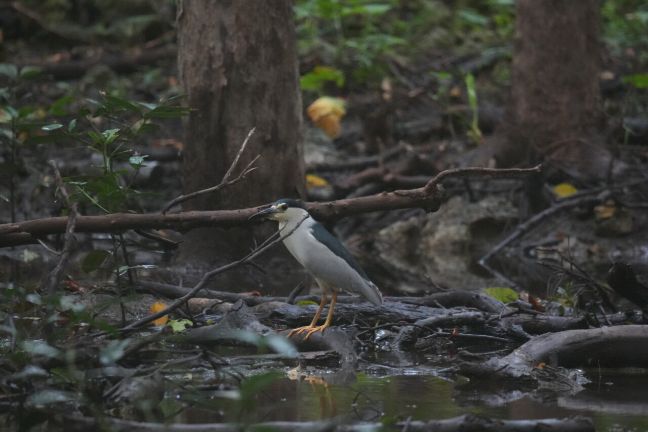 ゴイサギ　大野山林の野鳥