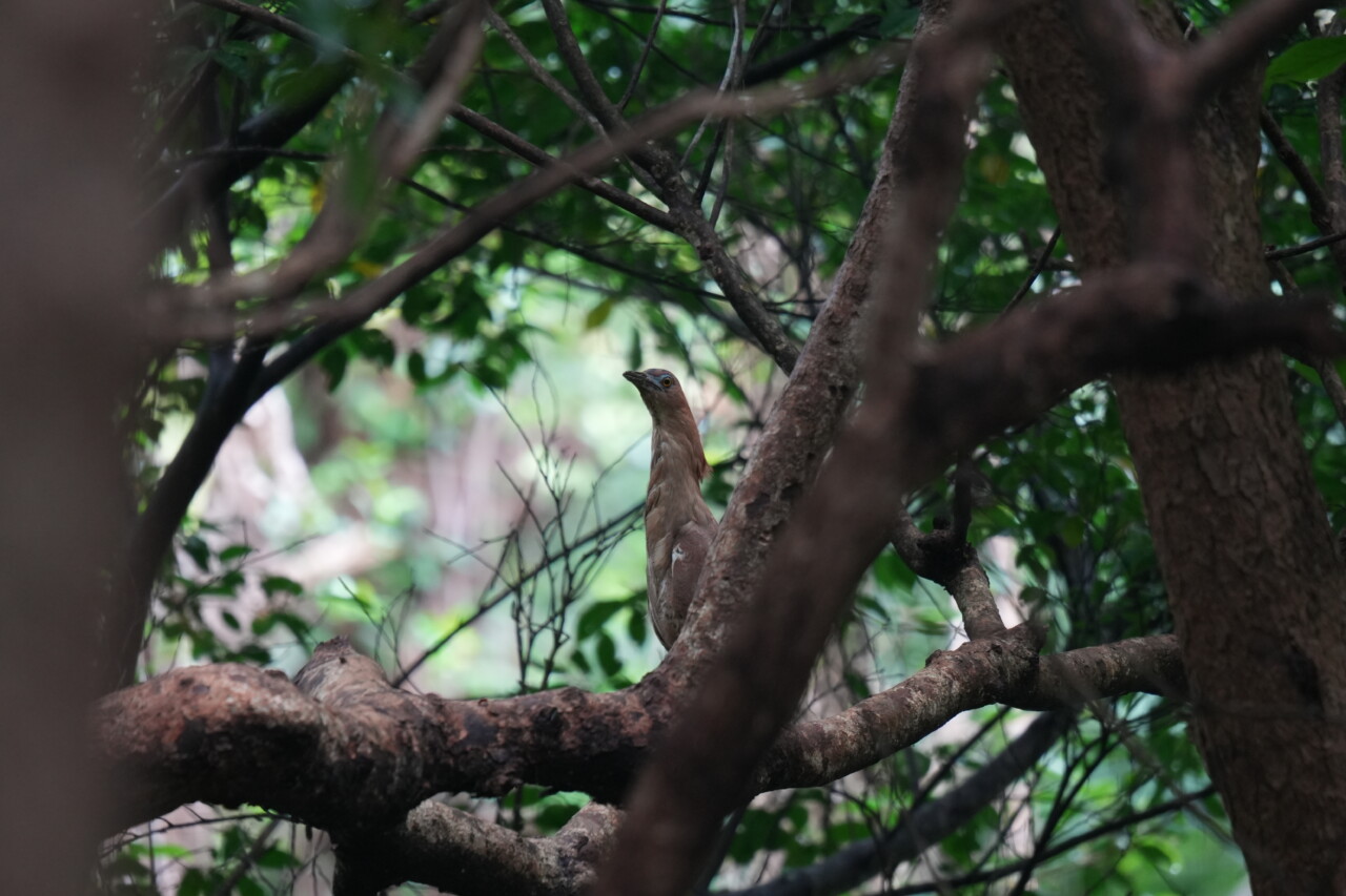 ズグロミゾゴイ　大野山林の野鳥