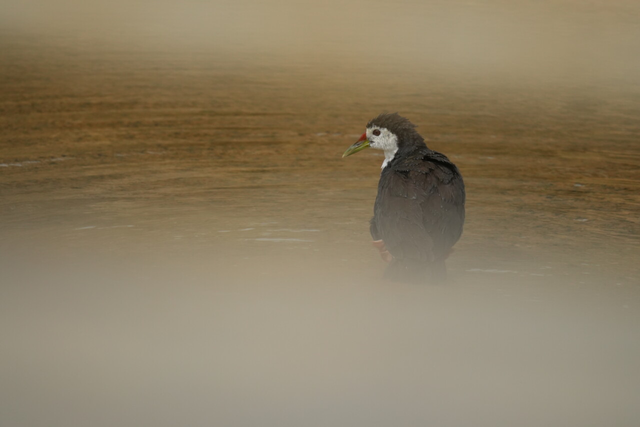 シロハラクイナ　サニツ浜ふれあい公園の野鳥