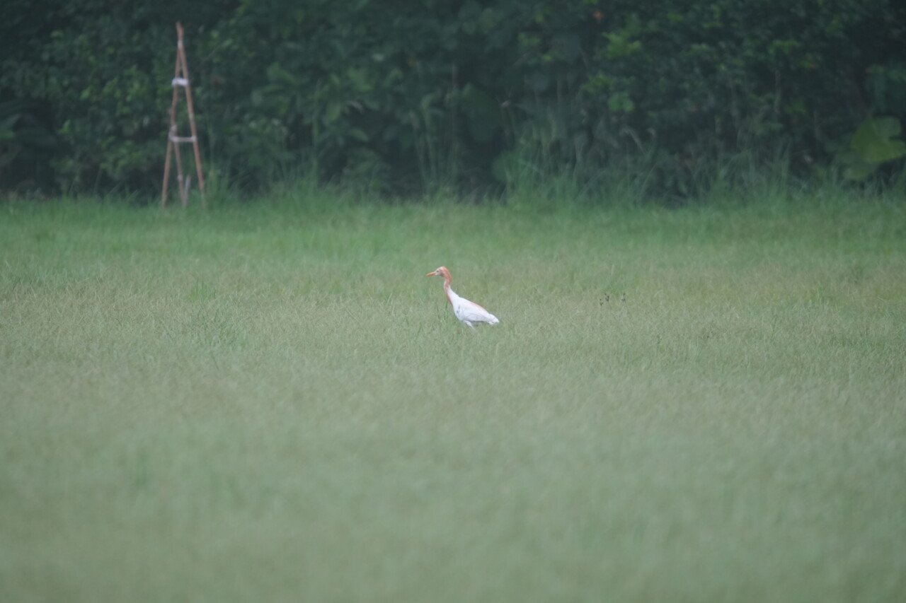 アマサギ