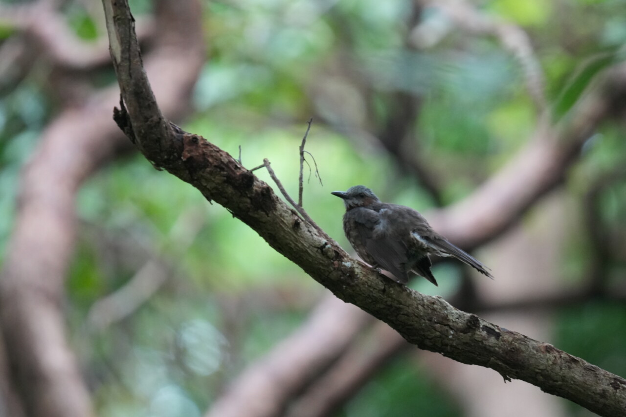 リュウキュウヒヨドリ　大野山林の野鳥