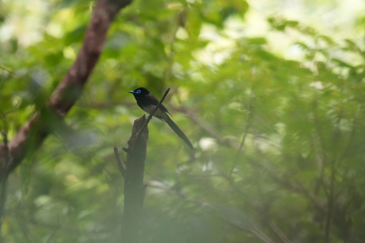 リュウキュウサンコウチョウ　大野山林の野鳥