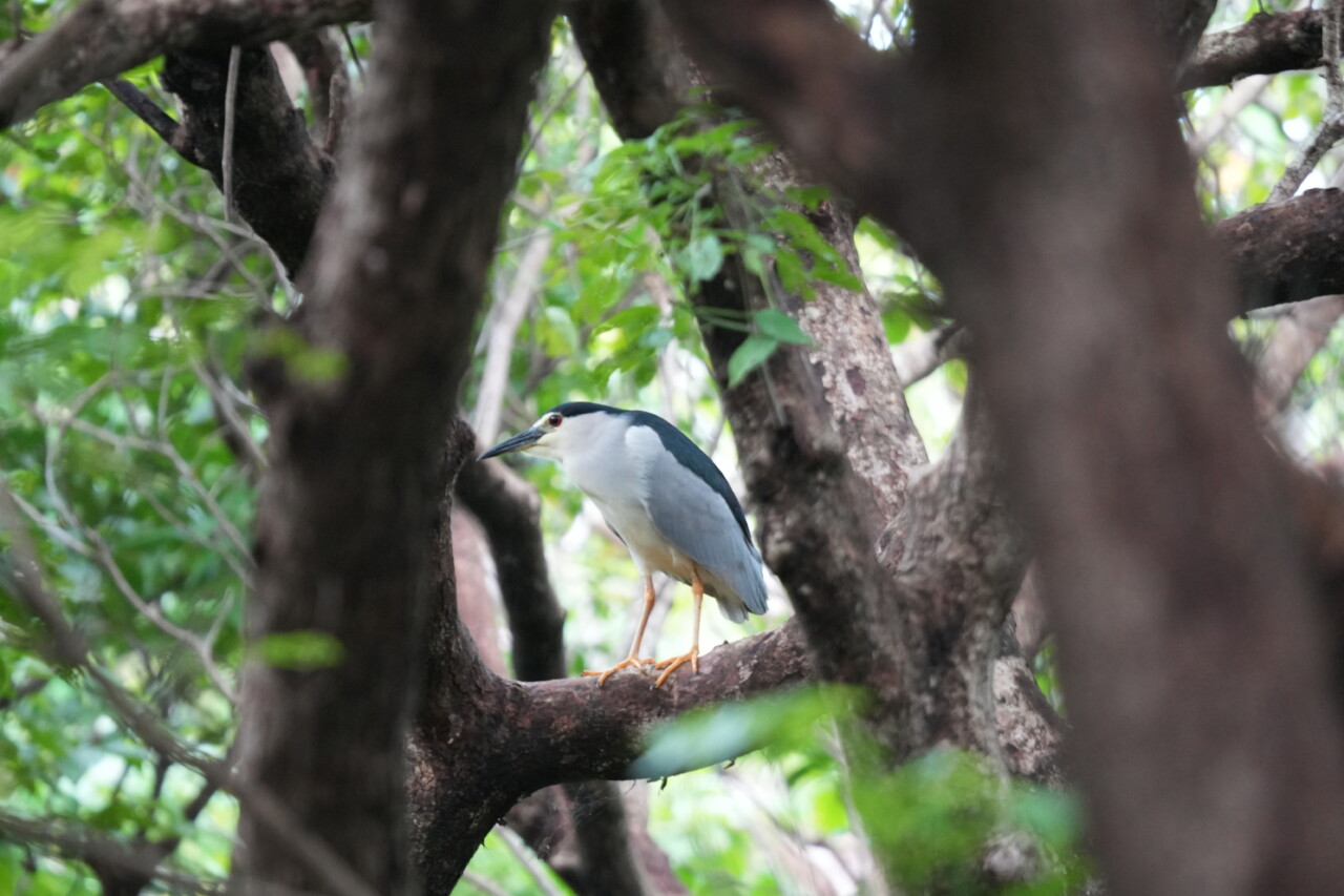 ゴイサギ　大野山林の野鳥