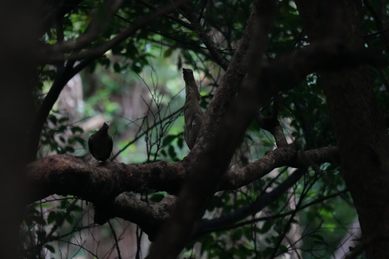 キンバトとズグロミゾゴイ　大野山林の野鳥