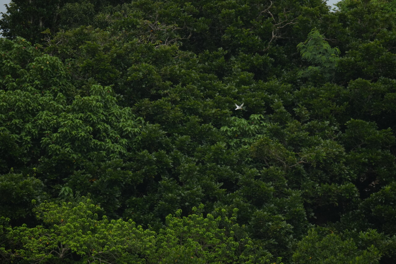 コアジサシ　サニツ浜ふれあい公園の野鳥