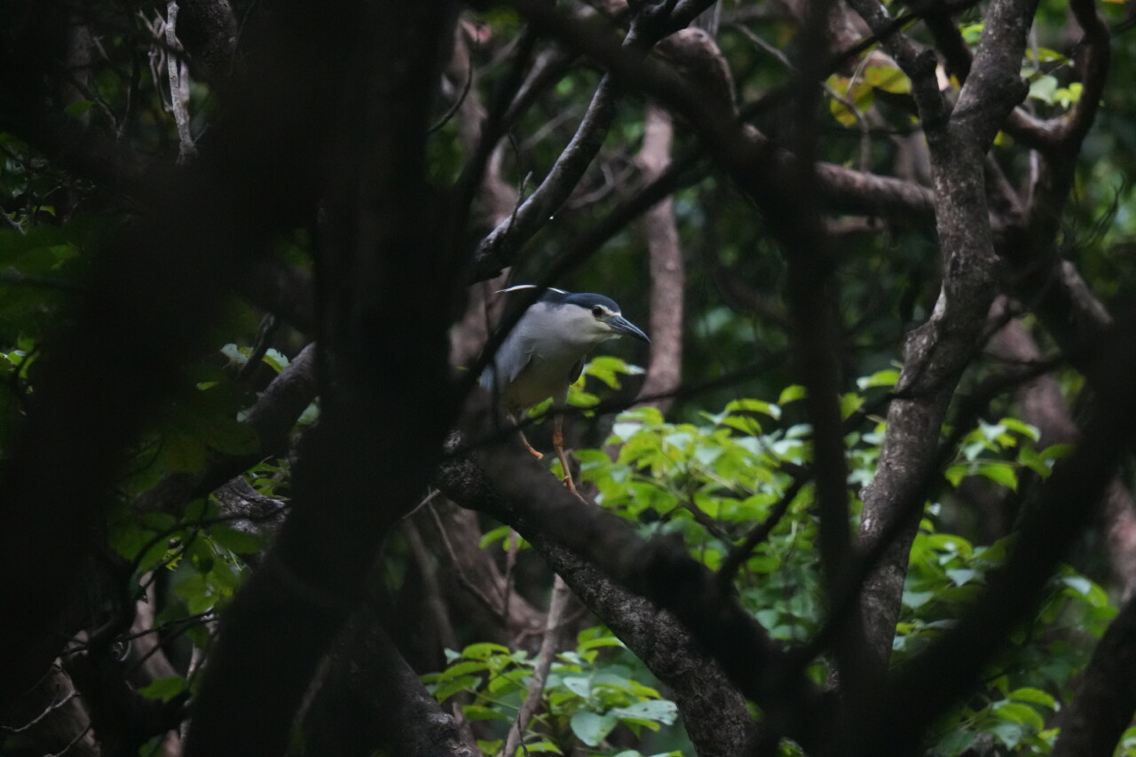 ゴイサギ　大野山林の野鳥