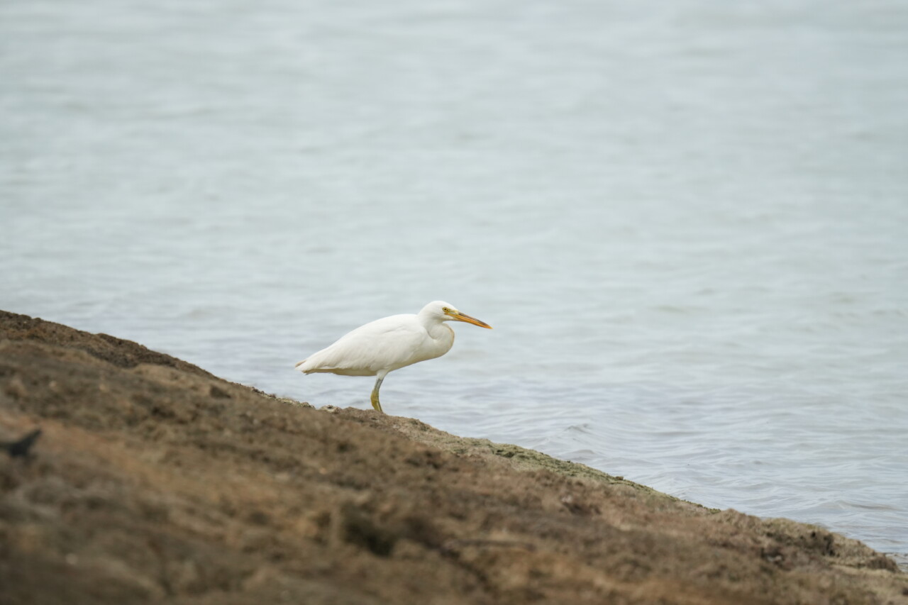 クロサギ　白色型　サニツ浜ふれあい公園の野鳥