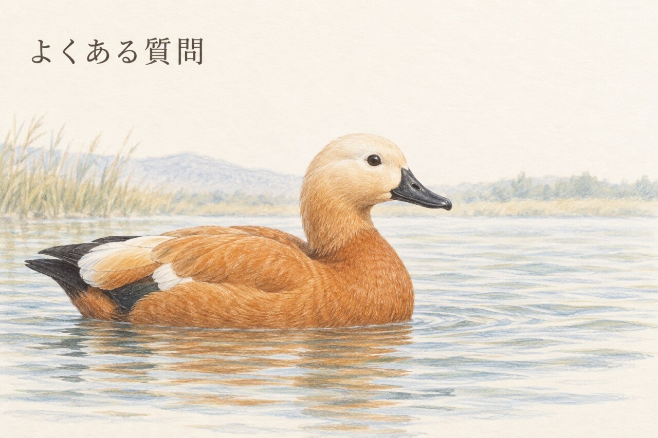 淡い頭と黒いくちばし、オレンジ色の体が分かるアカツクシガモ