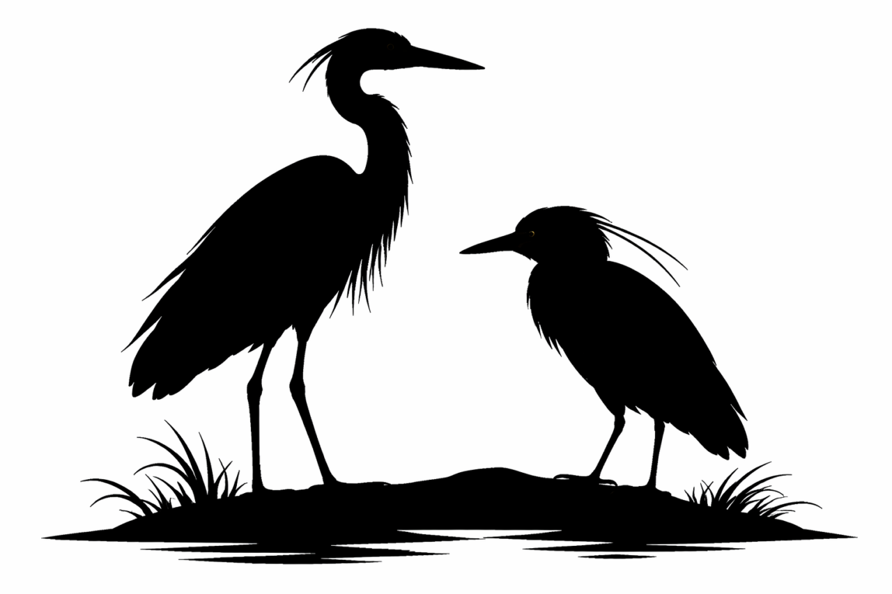 アオサギとゴイサギの違いと見分け方　シルエットの違い