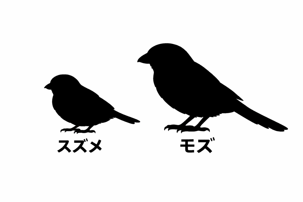 スズメとモズの違いと見分け方　シルエットの違い