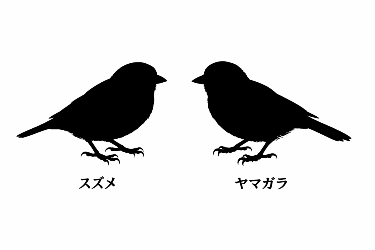 スズメとヤマガラの違いと見分け方 体型・大きさの違い