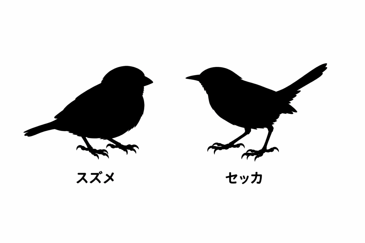 スズメとセッカの違いと見分け方 大きさ・体型の違い
