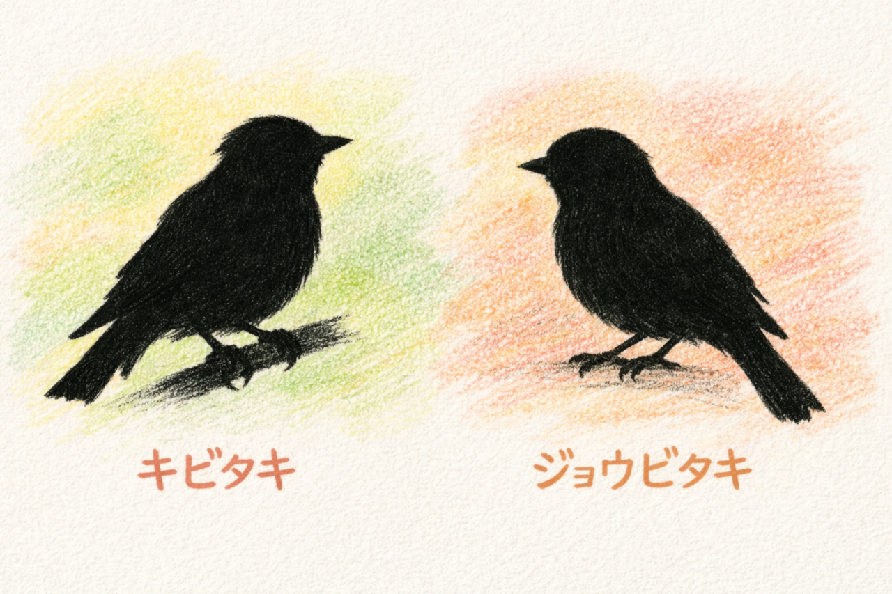 キビタキとジョウビタキの違いと見分け方 大きさ・体型の違い