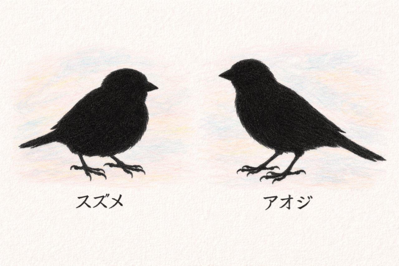 スズメとアオジの違いと見分け方 大きさ・体型の違い