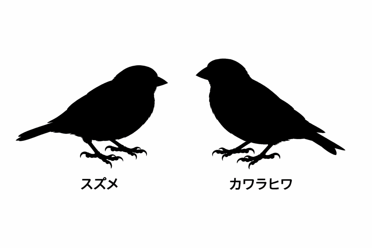 スズメとカワラヒワの違いと見分け方 大きさ・体型の違い
