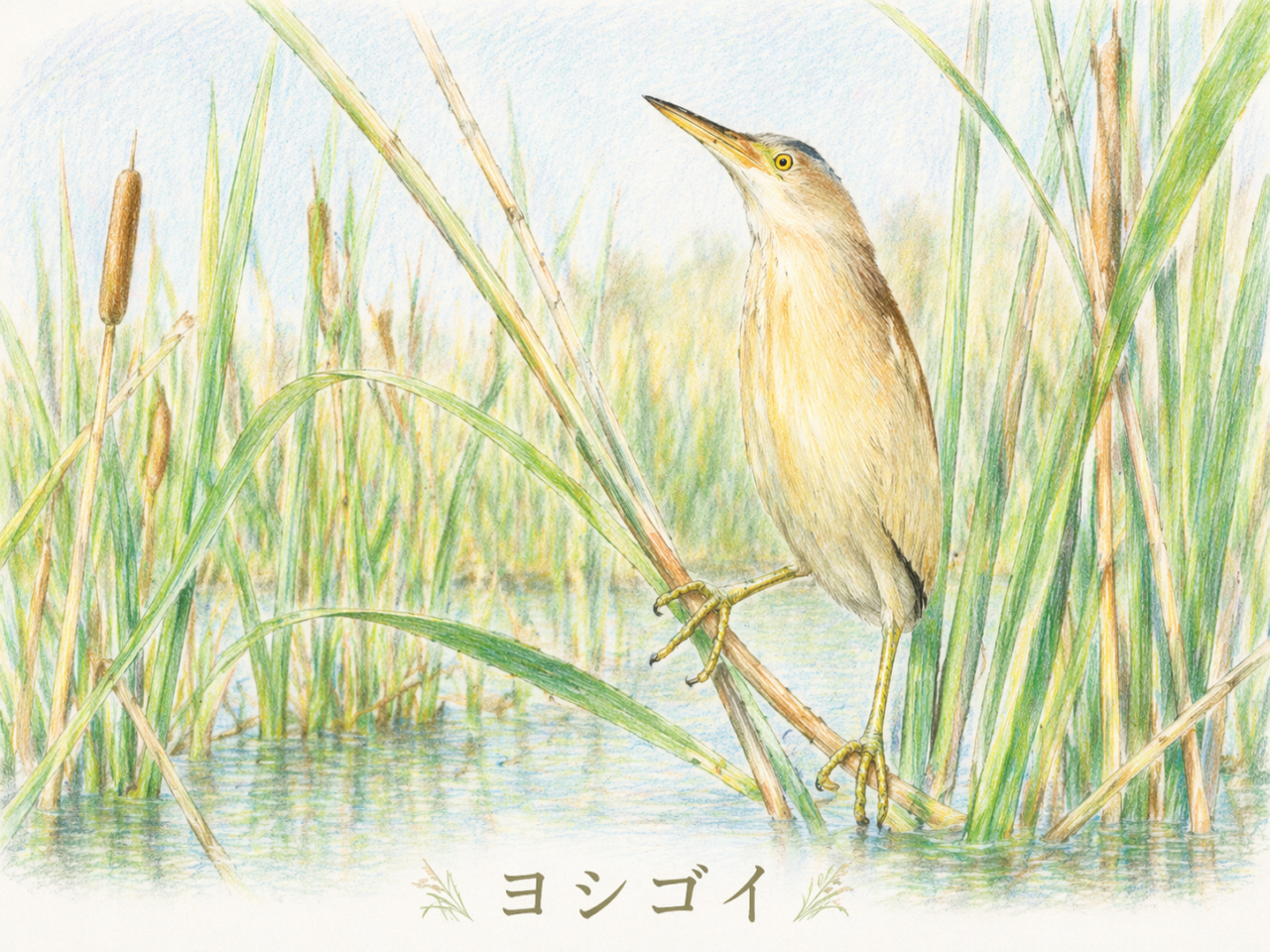 ヨシゴイとは？日本で見られる生息地・鳴き声・特徴・季節を初心者向けに完全解説