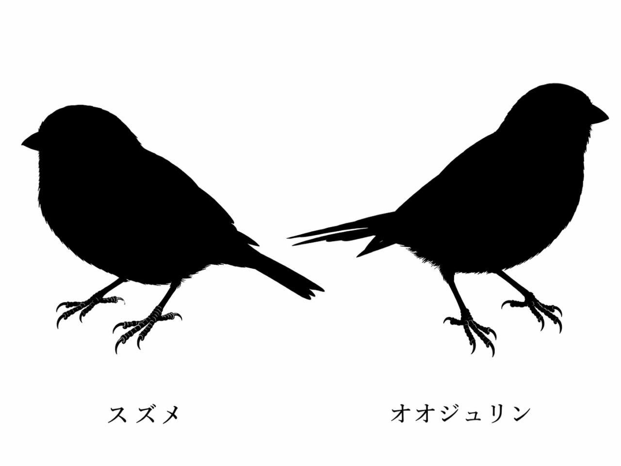スズメとオオジュリンの違いと見分け方　大きさ・体型の違い