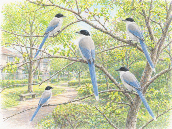 オナガとはどんな鳥？名前の由来と基本情報