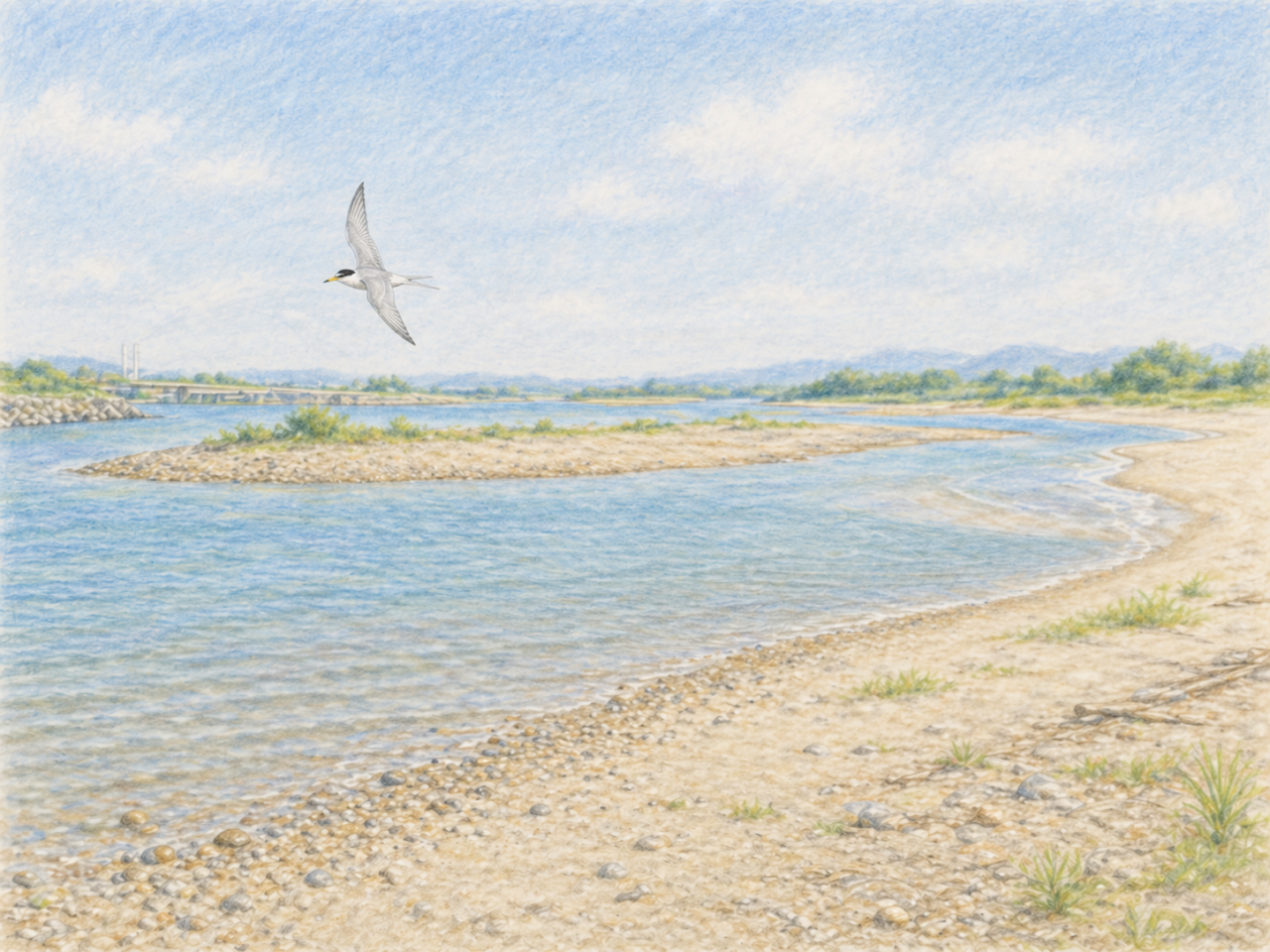 コアジサシの生息地はどこ？日本で見られる場所