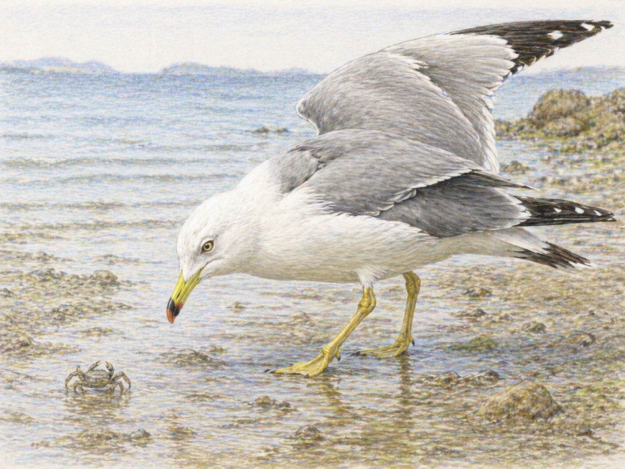 ウミネコの食べ物