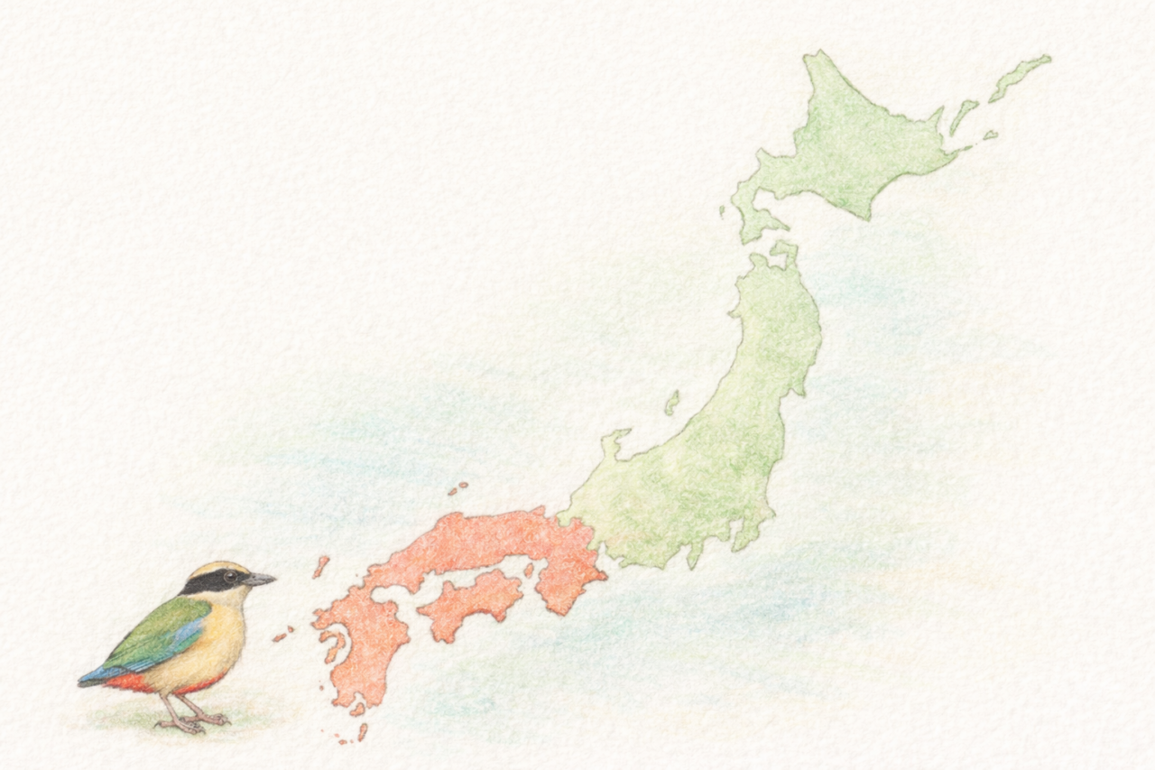 ヤイロチョウ　日本で見られる場所