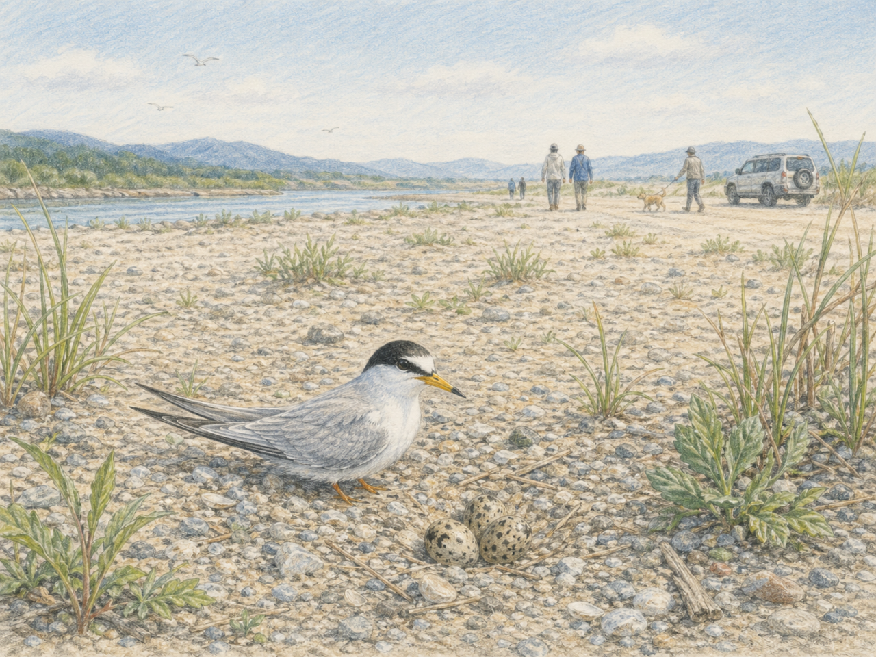 コアジサシが減っている理由