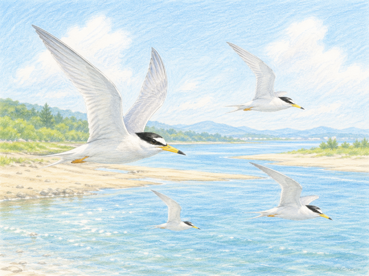 コアジサシが見られる季節