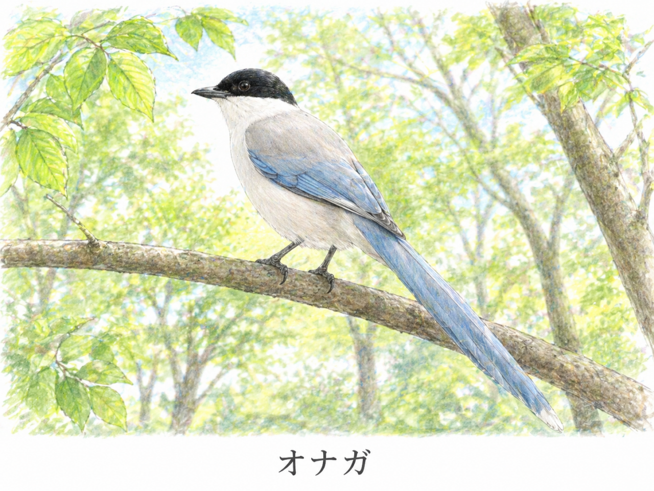 はじめに：オナガは身近なのに意外と知られていない美しい鳥