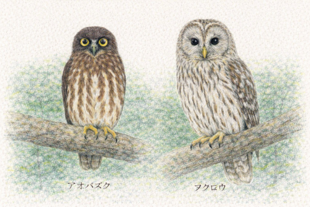 アオバズクとほかのフクロウ類との違い