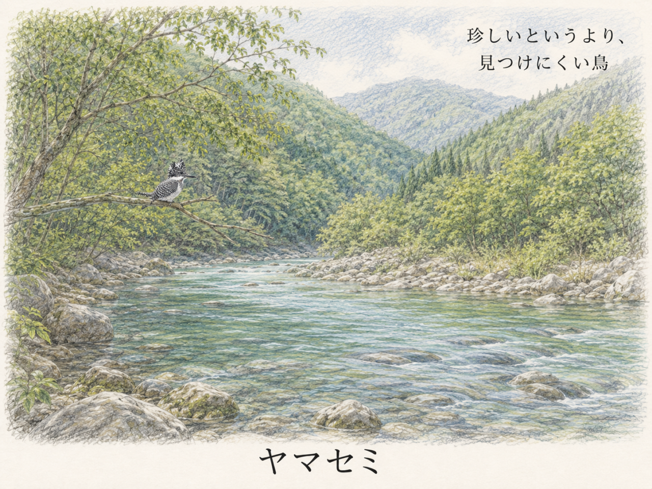 ヤマセミは珍しい鳥?