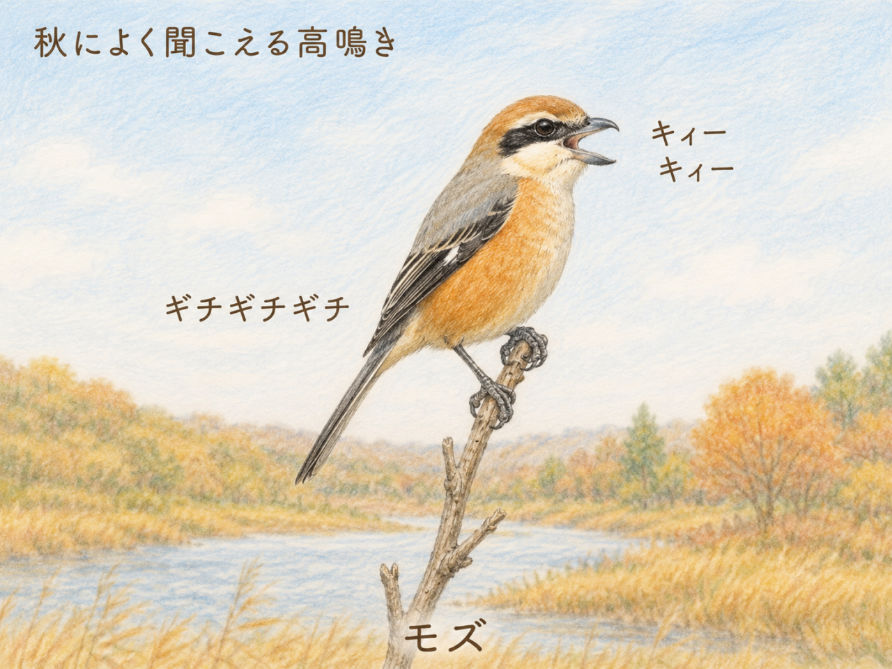 モズの鳴き声|秋の高鳴きとさまざまな声