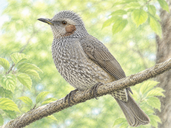 ヒヨドリとは?日本で身近に見られる野鳥の特徴・鳴き声・生息地・食べ物・季節を初心者向けに解説 | 野鳥情報.com