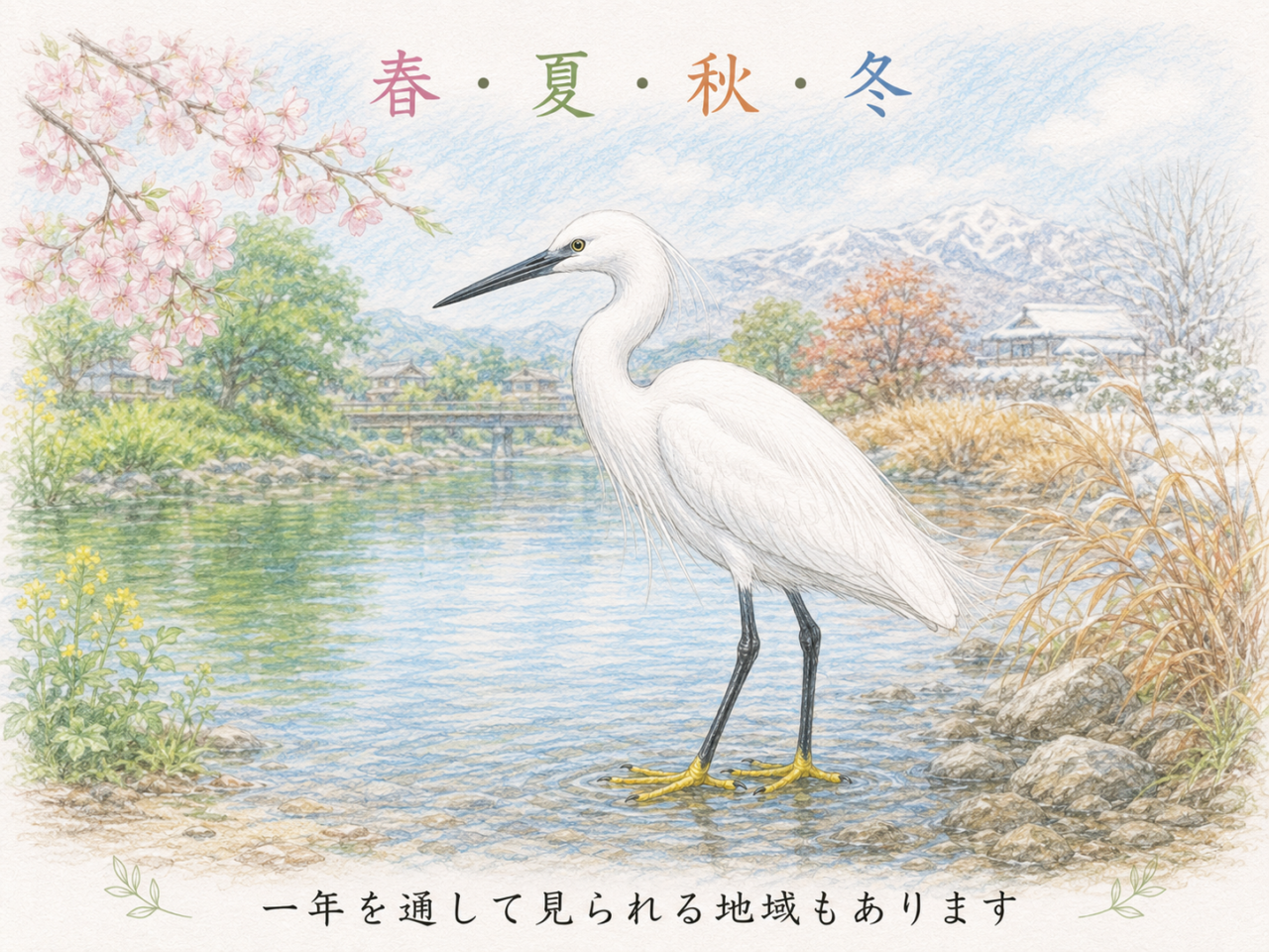 コサギが見られる季節