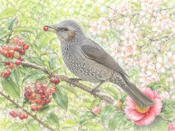 ヒヨドリとは?日本で身近に見られる野鳥の特徴・鳴き声・生息地・食べ物・季節を初心者向けに解説 | 野鳥情報.com