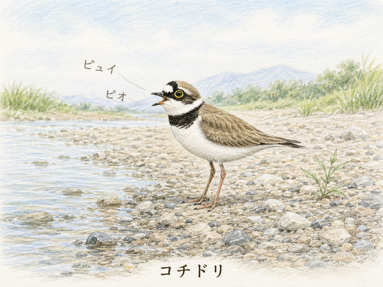 コチドリの鳴き声｜「ピュイ」「ピオ」と聞こえる軽い声