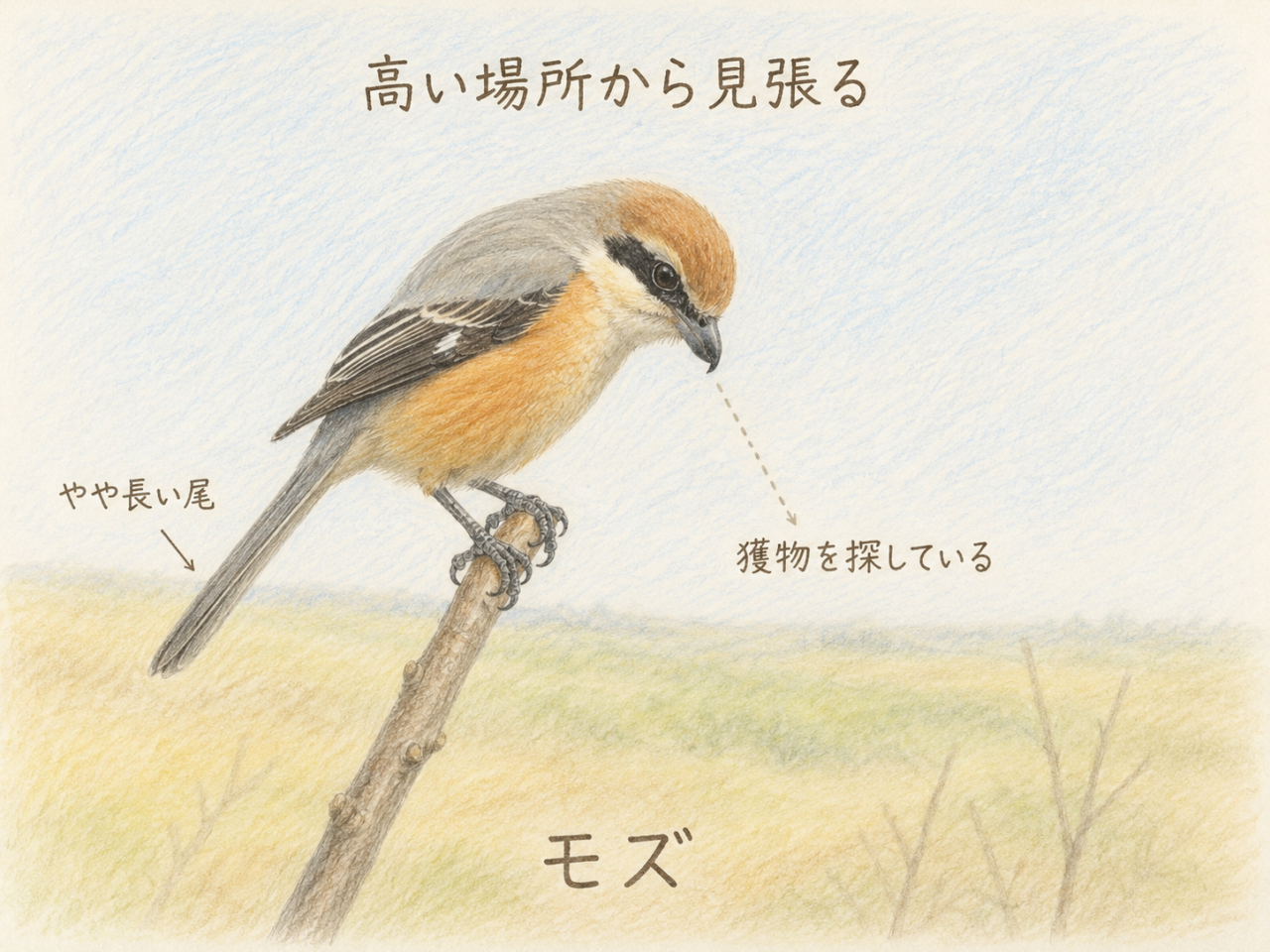 モズを見つけたときに注目したい行動