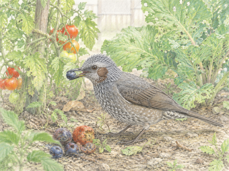 ヒヨドリとは?日本で身近に見られる野鳥の特徴・鳴き声・生息地・食べ物・季節を初心者向けに解説 | 野鳥情報.com