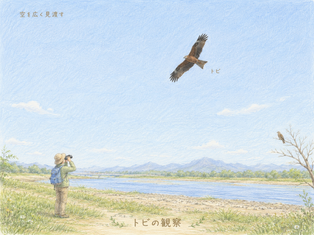 トビの観察ポイント