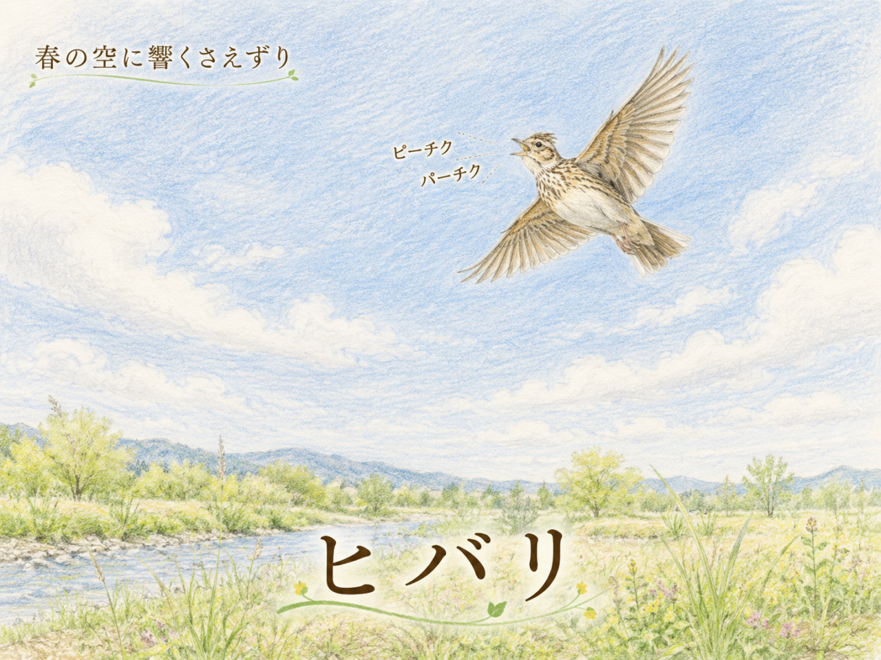 ヒバリとは？日本で見られる生息地・鳴き声・特徴・揚げ雲雀を初心者向けに解説