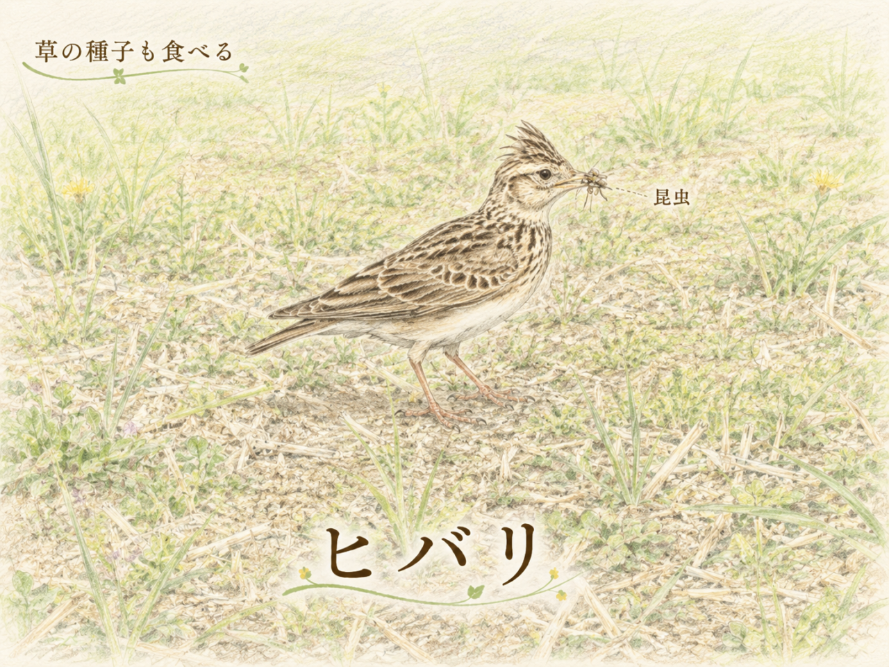 ヒバリの食べ物