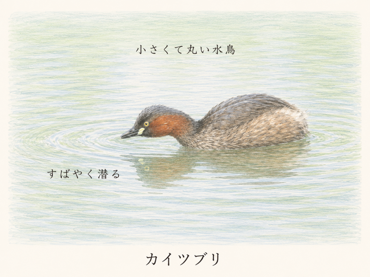 カイツブリとは?小さくても潜水が得意な水鳥